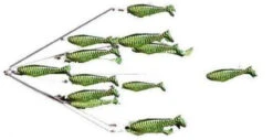 Daiwa Sales Store 8 9ers Shad Rig Lures