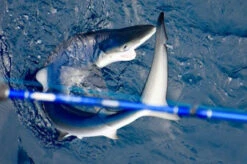 Lamiglas Bluewater Series Rods -Daiwa Sales Store lamiglas bluewater series rods 14921.1651112013