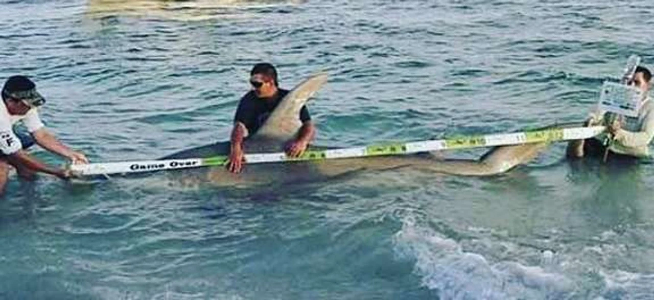 Land Shark Release Ruler 4 Land Shark Release Ruler - Image 4